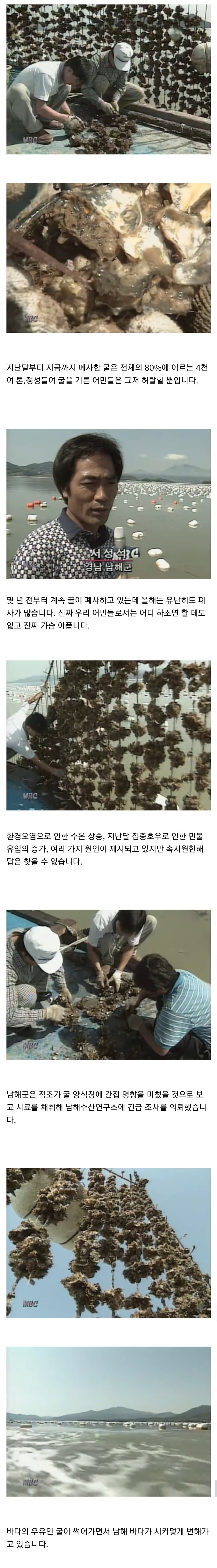 1998년 굴 떼죽음 사건.jpg_2.jpg