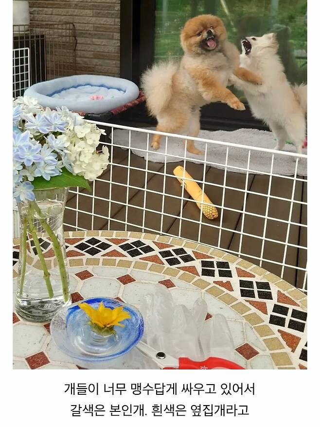 오이 사진을 올렸는데 강아지가 화제된 트윗.jpg_2.jpg