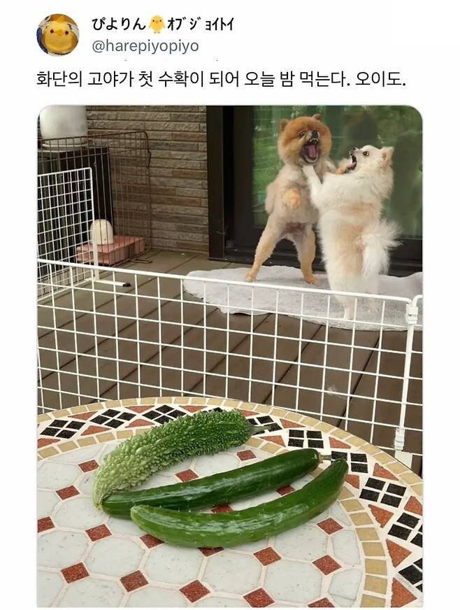 오이 사진을 올렸는데 강아지가 화제된 트윗.jpg_1.jpg