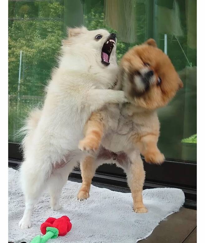 오이 사진을 올렸는데 강아지가 화제된 트윗.jpg_3.jpg
