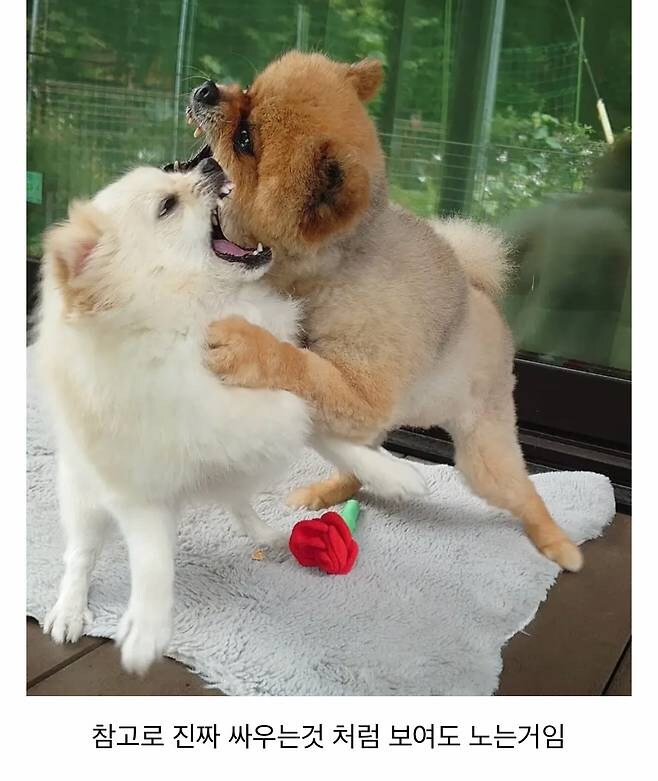 오이 사진을 올렸는데 강아지가 화제된 트윗.jpg_5.jpg