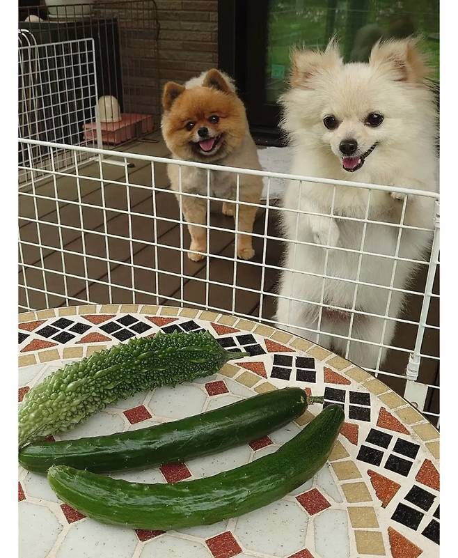 오이 사진을 올렸는데 강아지가 화제된 트윗.jpg_6.jpg