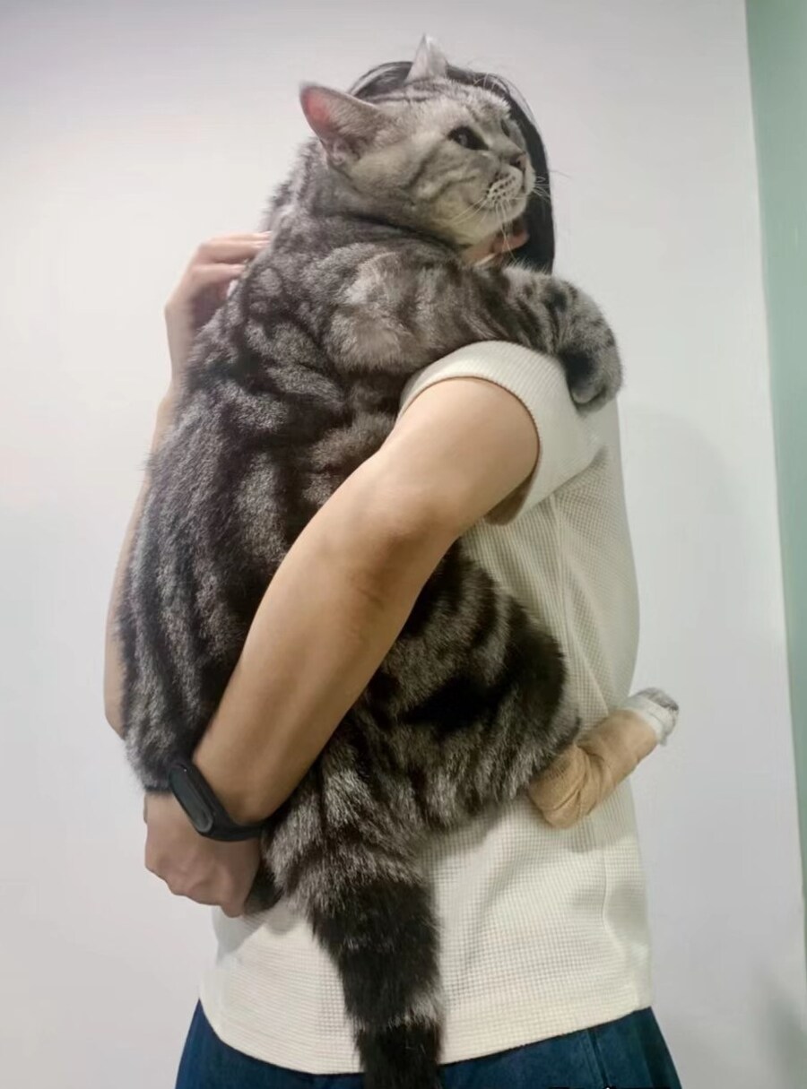 고양이: 히잉...뒷발이 아파요, 안아줘요 _1.jpg
