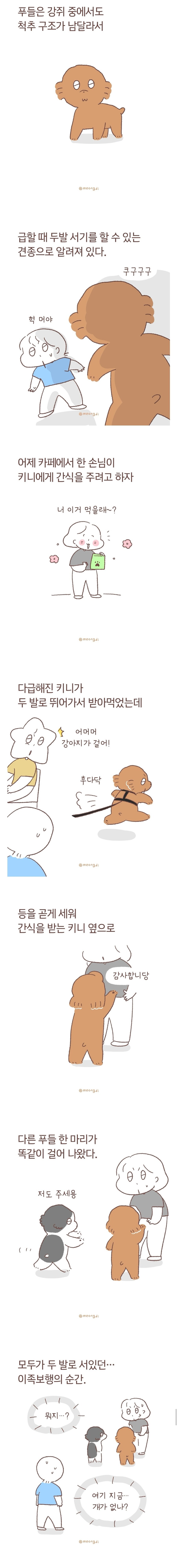 강쥐 중에서도 척추 구조가 남다른 푸들_1.jpg