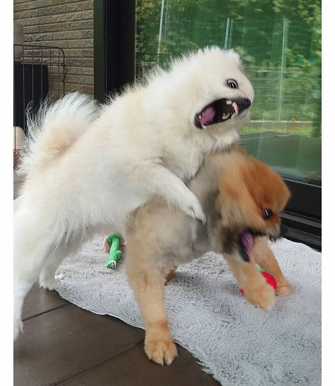 오이 사진을 올렸는데 강아지가 화제된 트윗_4.jpg