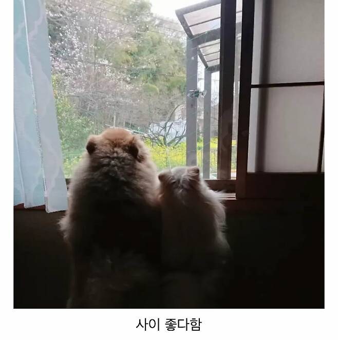 오이 사진을 올렸는데 강아지가 화제된 트윗_7.jpg
