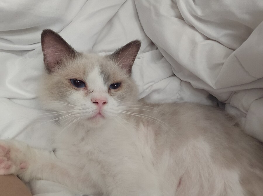 고양이_1.jpg