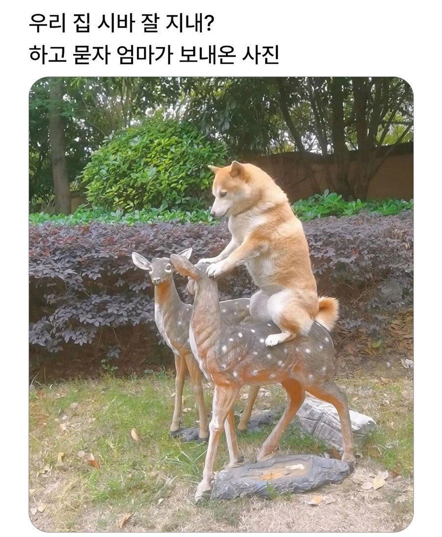 우리집 시바 지금 뭐해_1.jpg