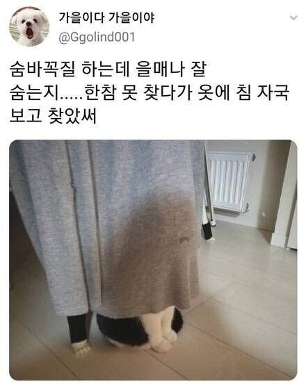 완벽하게 숨은 고양이들_3.jpg