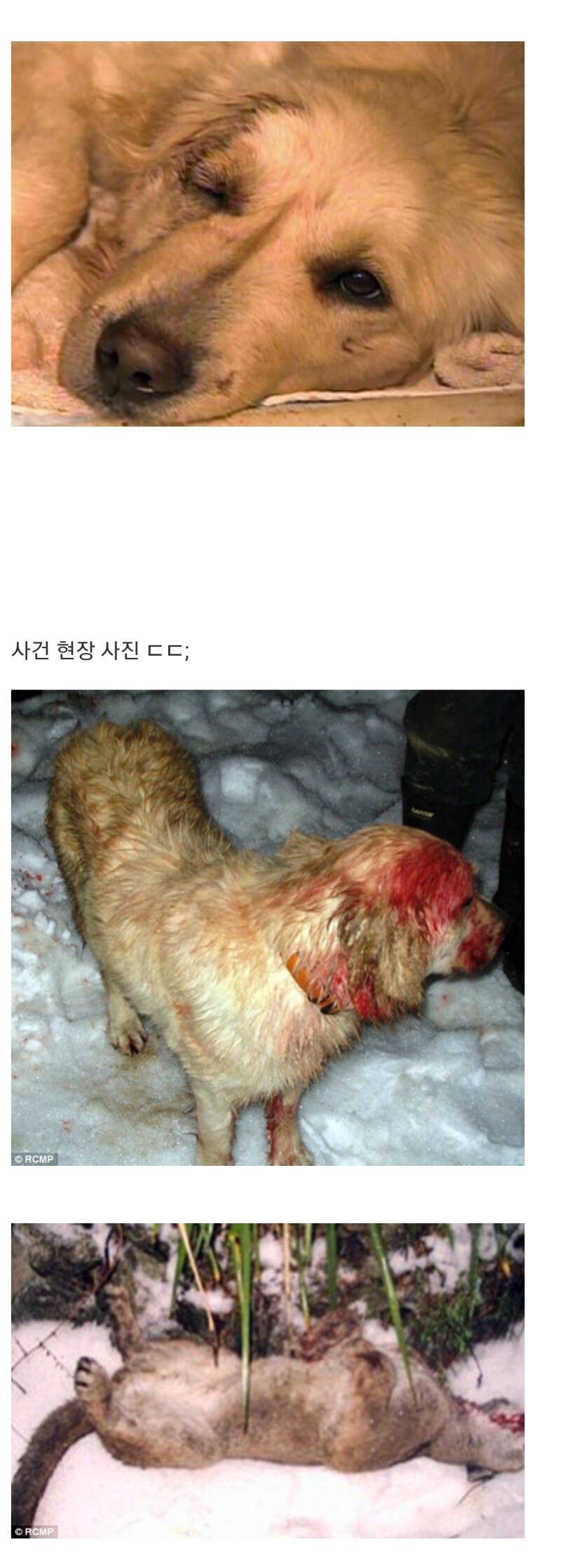 리트리버 빡치게 하지마라_1.jpg