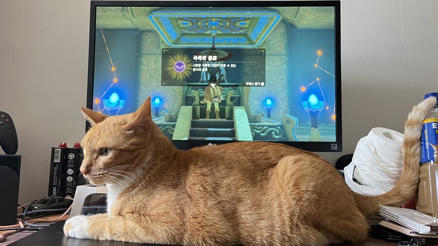 우리집 고양이 새끼때 째깐해서 째간이라고 불렀는데_1.jpg