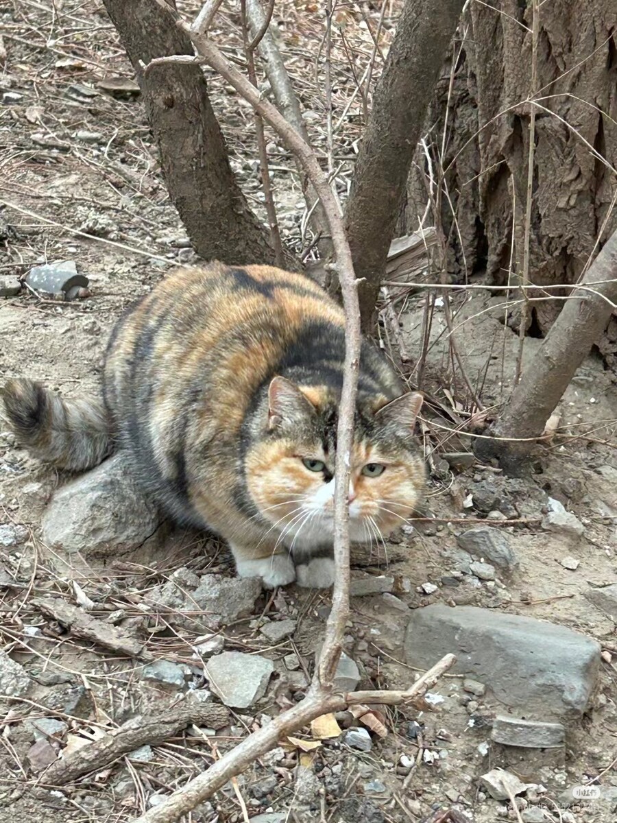 삼색 고양이: 난 완벽히 숨었다 _1.jpg