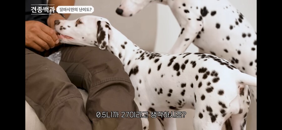 강형욱 훈련사 접게만들뻔한 견종_7.jpg
