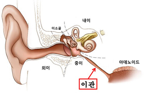 귀에 살쪘냐는 말이 사실인 이유_1.jpg