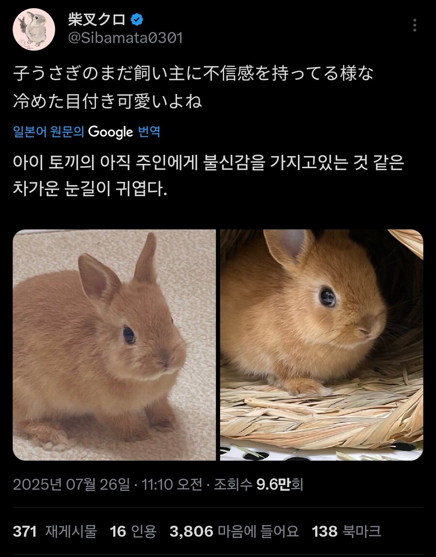 아가 토끼 특_1.jpg