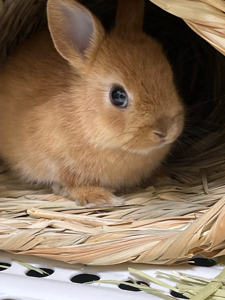 아가 토끼 특_2.jpg