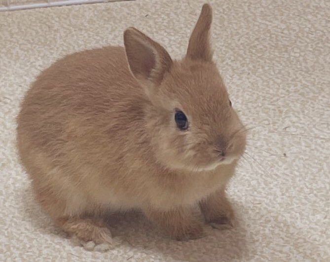 아가 토끼 특_3.jpg