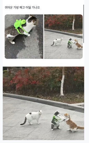 귀여운 가방 메고 어딜 가나요_1.jpg