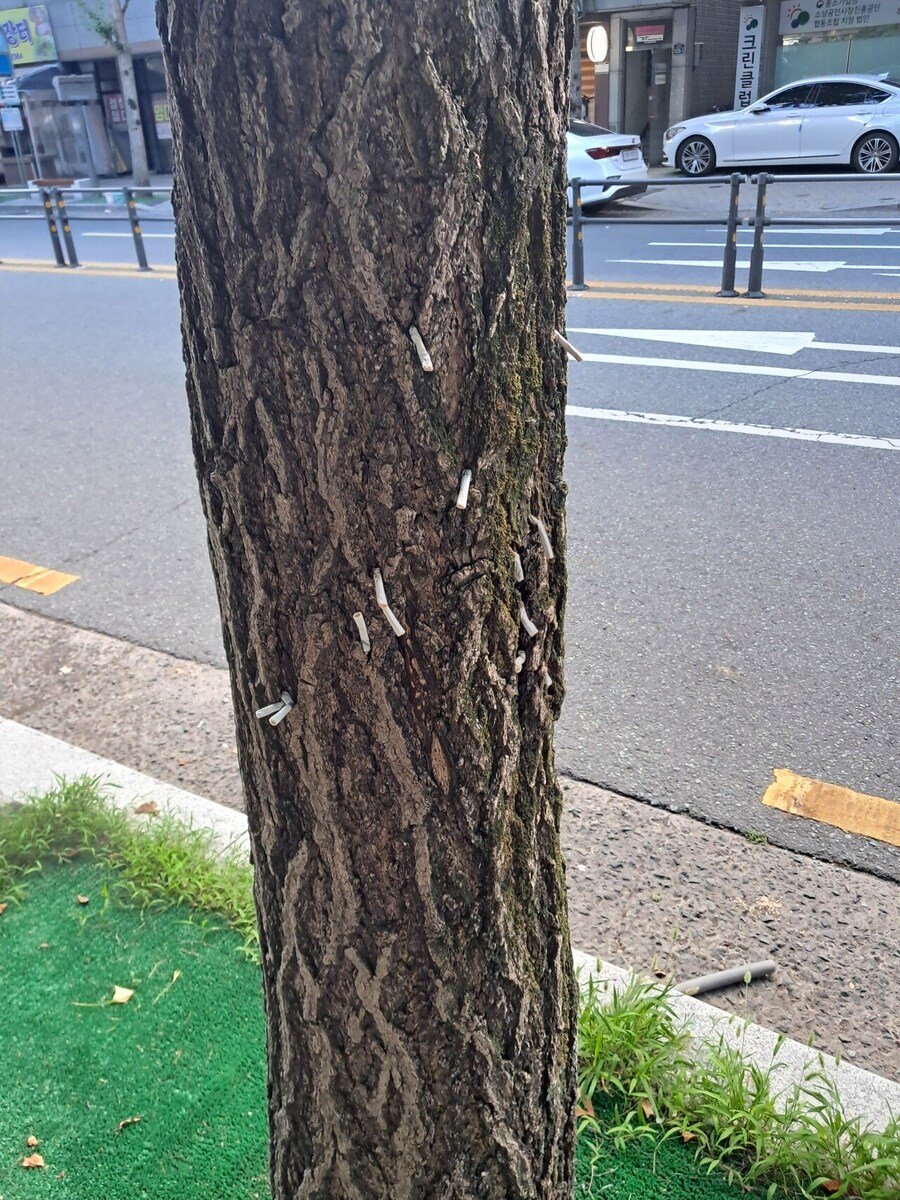 흡연충은 왜 이럴까_1.jpg