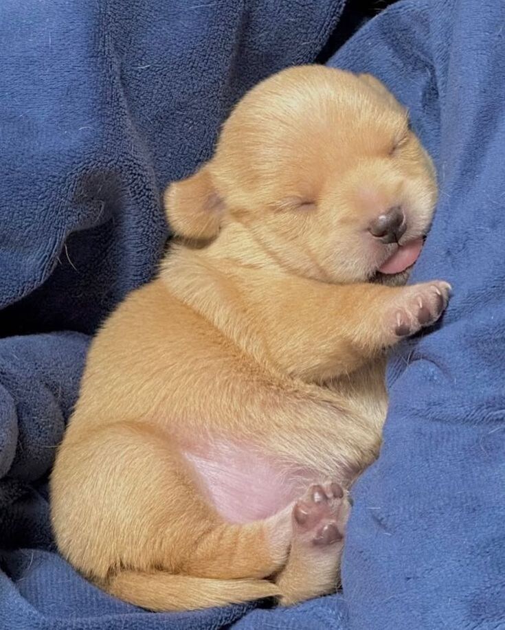 강아지 통통해.jpg_1.jpg
