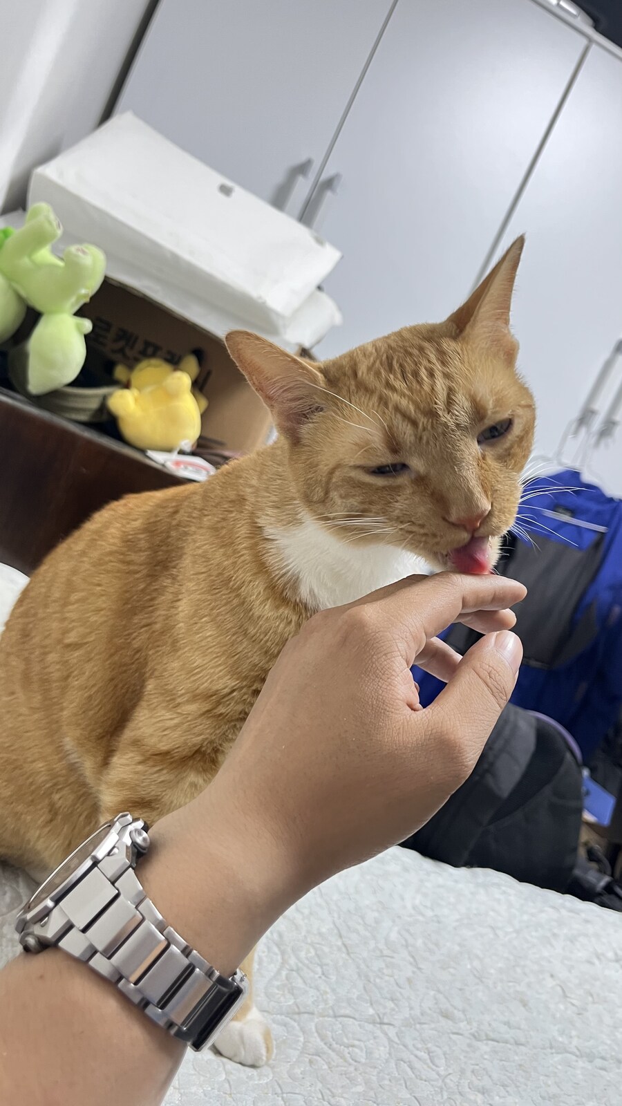 고양이 자랑함_4.jpg