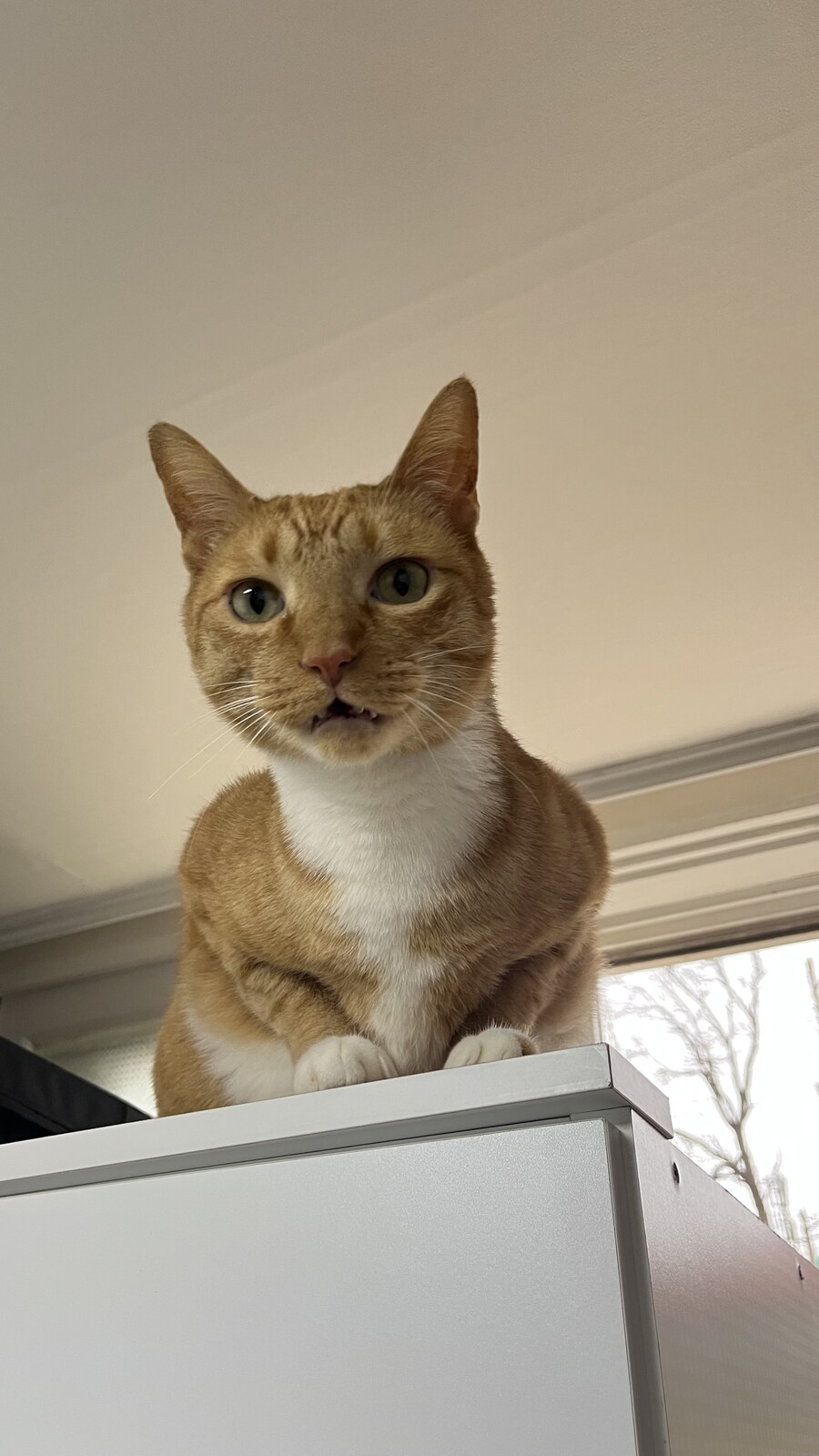 고양이 자랑함_5.jpg