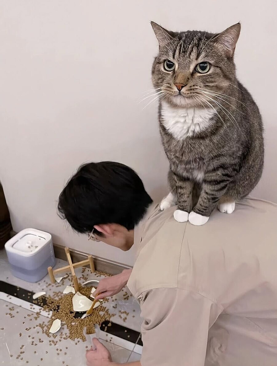 세상 마냥 행복한 고양이.jpg_1.jpg