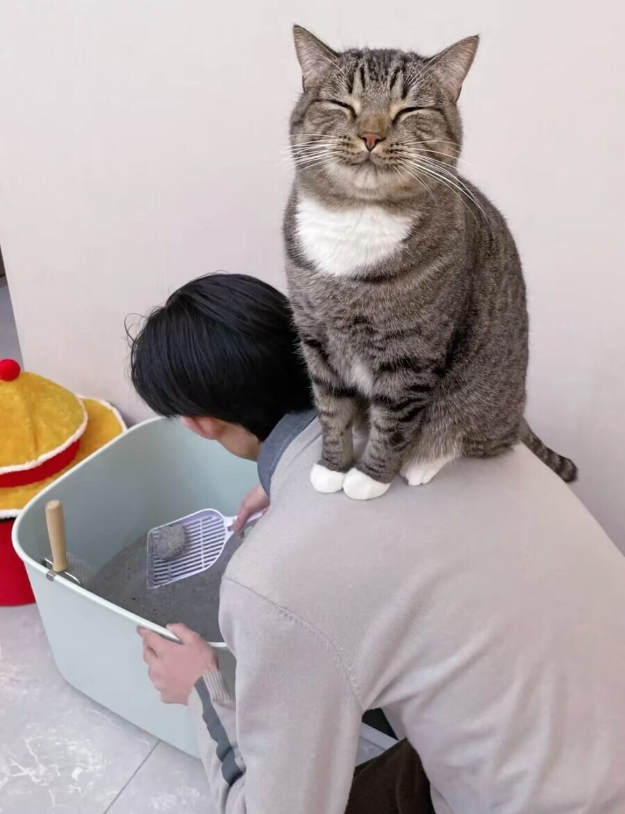 세상 마냥 행복한 고양이.jpg_2.jpg