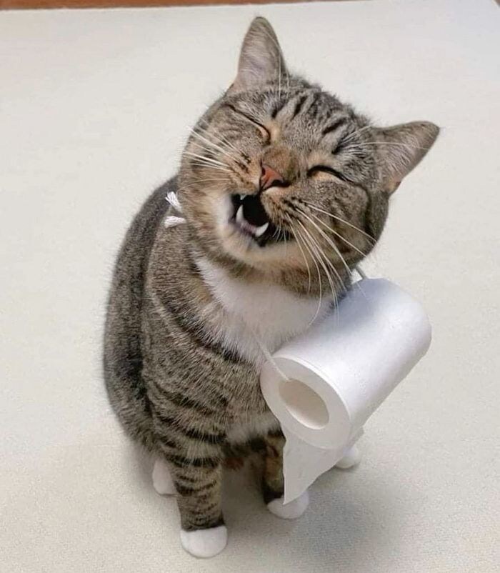 세상 마냥 행복한 고양이.jpg_3.jpg
