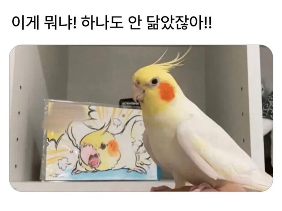안 닮았어 빼애액!_1.jpg