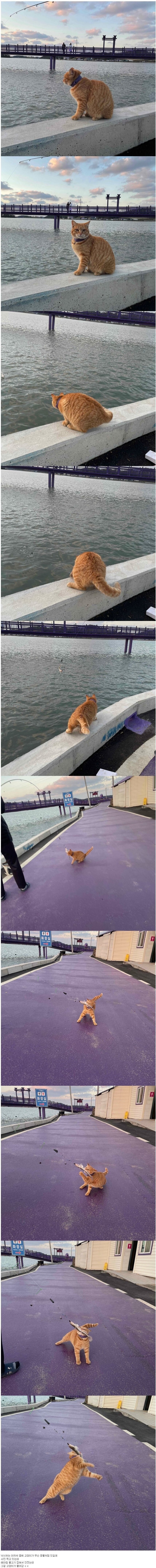 와 낚시하는데 고양이가 구경함ㅋㅋㅋ.jpg_1.jpg
