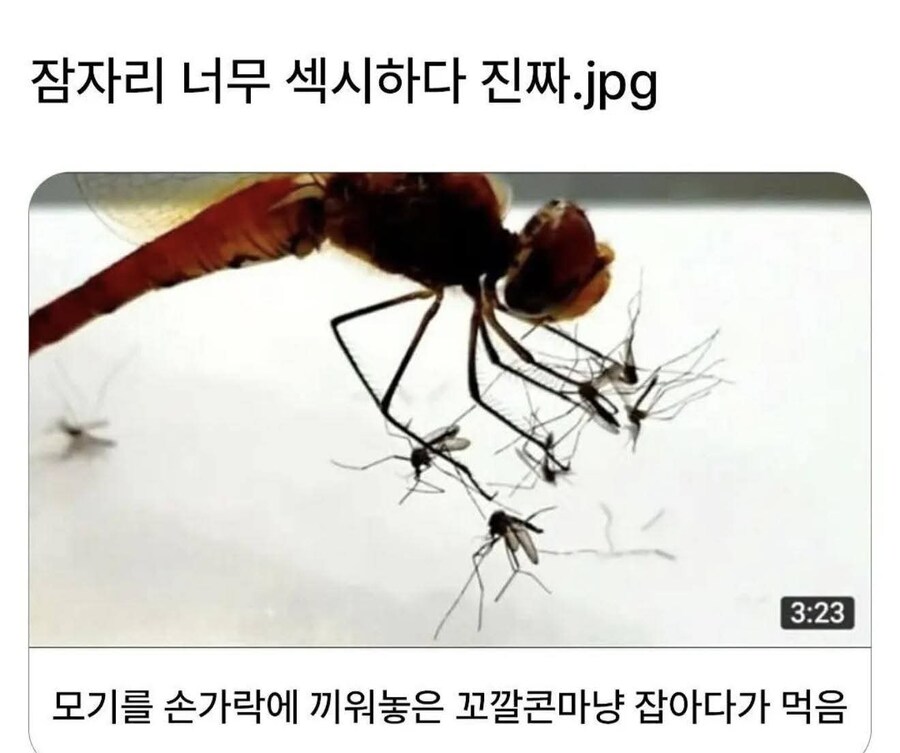 ㅈ기 새끼들의 천적인 곤충 레전드....jpg_1.jpg