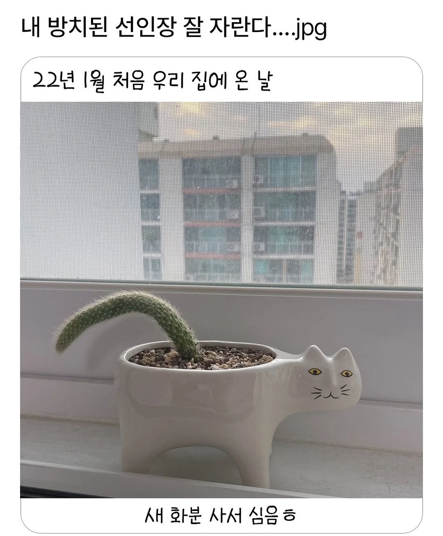 방치된 선인장 잘 자란다..._1.webp
