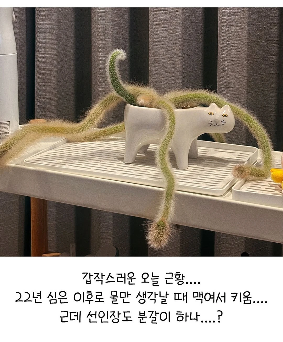 방치된 선인장 잘 자란다..._5.webp