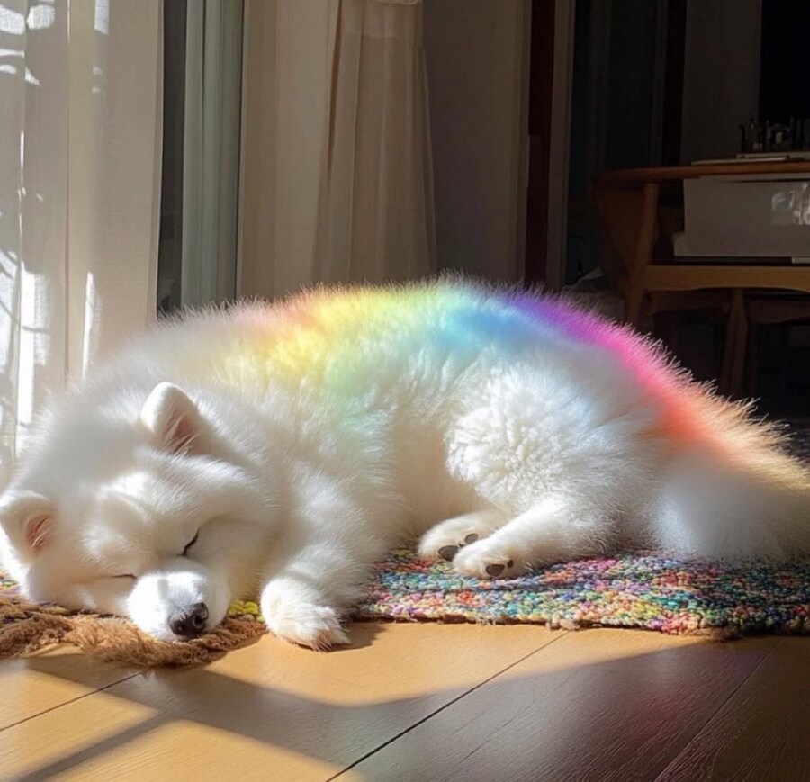 RGB 게이밍 멍멍이.JPG_1.jpg