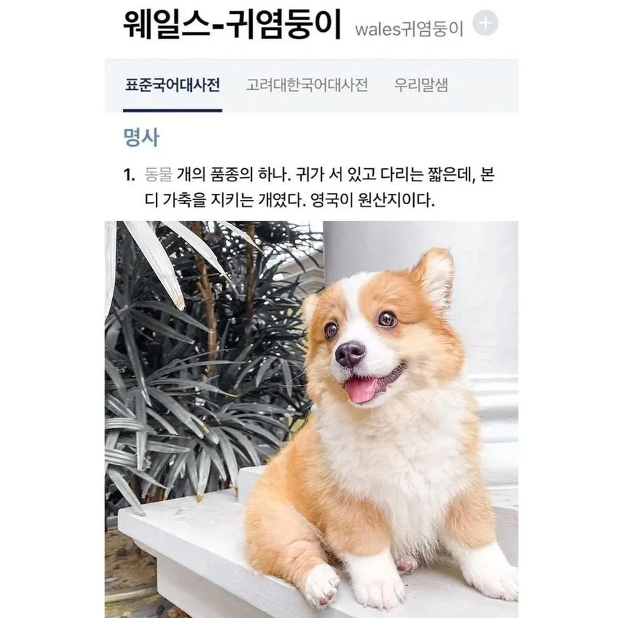 웰시코기에 대해 국립국어원이 지정한 표기_1.webp