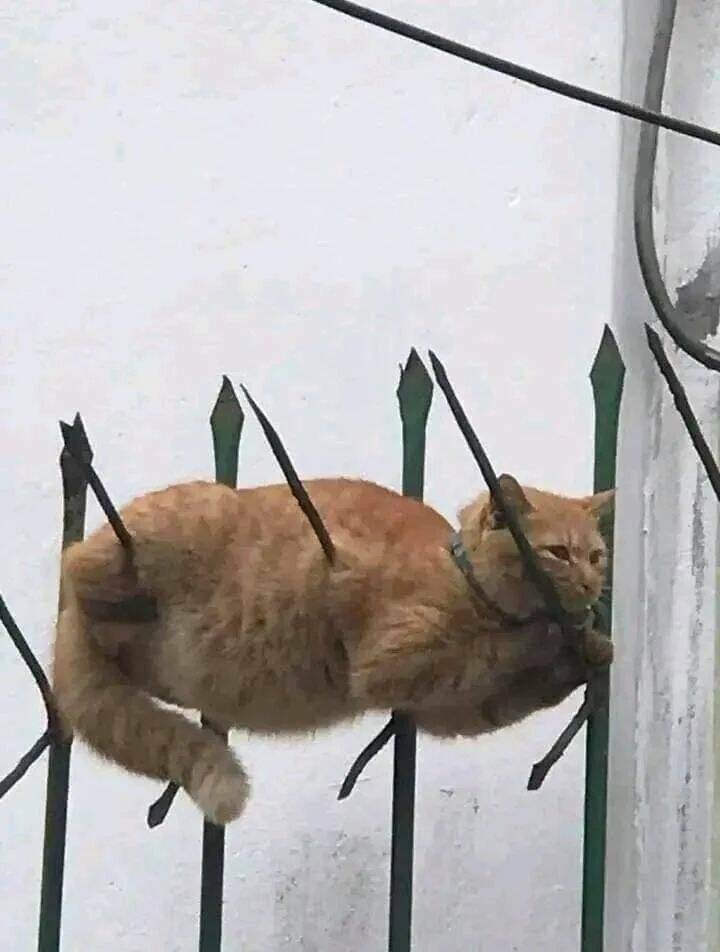 눈 뜬 채로 찔려 죽은 고양이_1.jpg