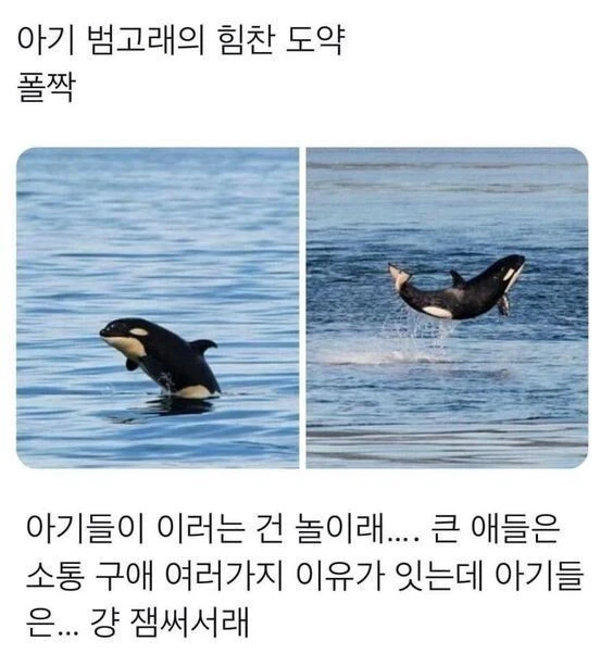 아기 범고래가 도약하는 이유.jpg_1.webp