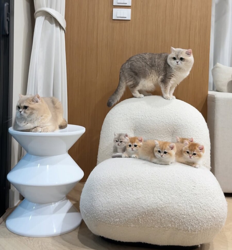 귀요미 냥가족..._1.jpg