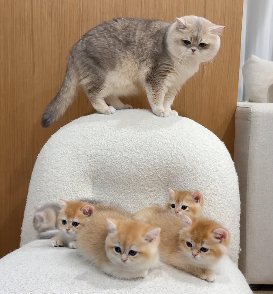귀요미 냥가족..._2.jpg