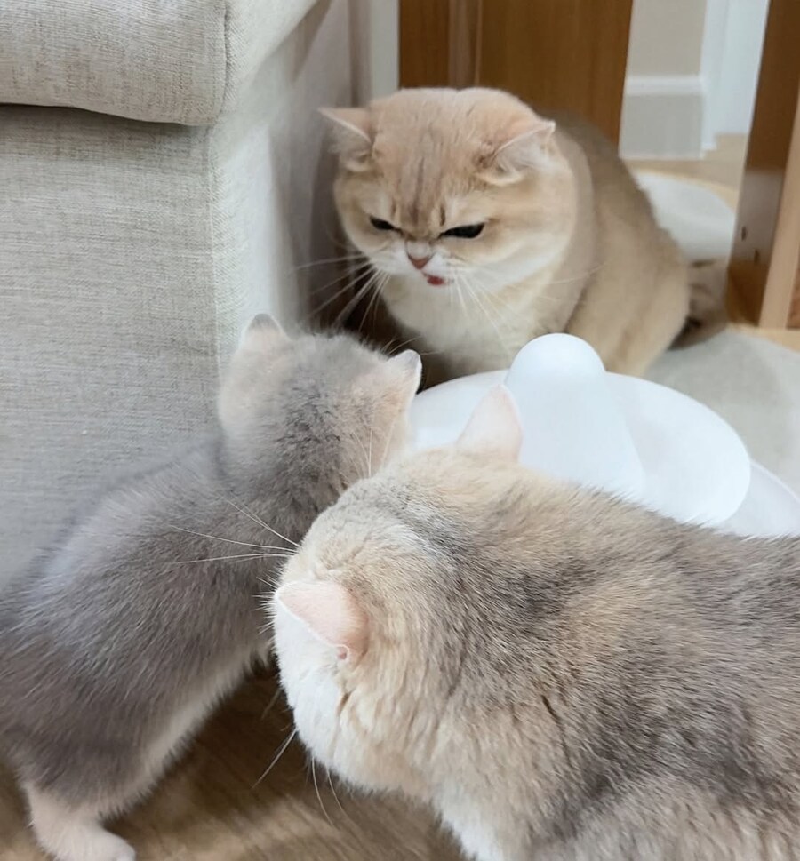 귀요미 냥가족..._3.jpg