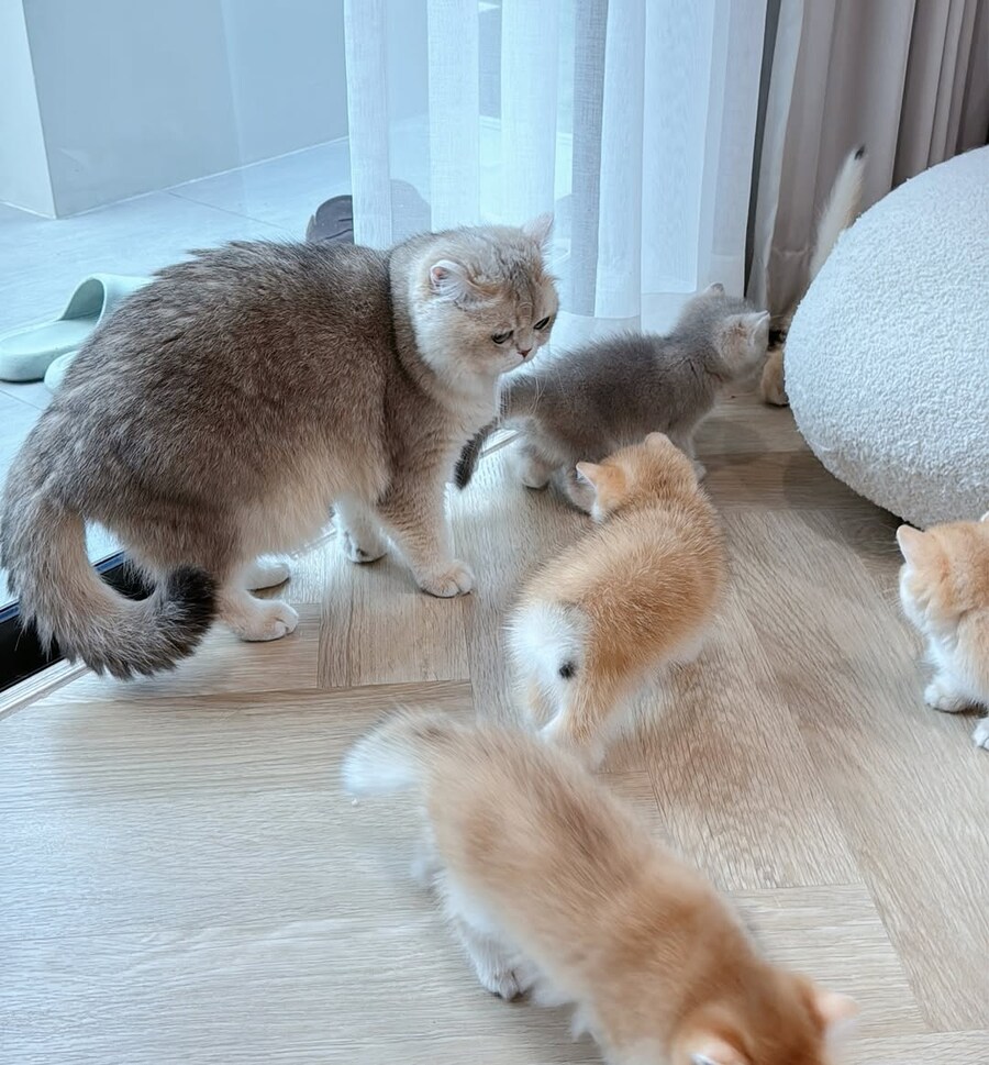 귀요미 냥가족..._7.jpg