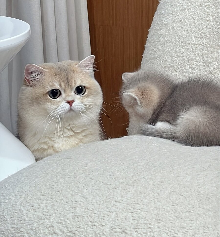 귀요미 냥가족..._8.jpg