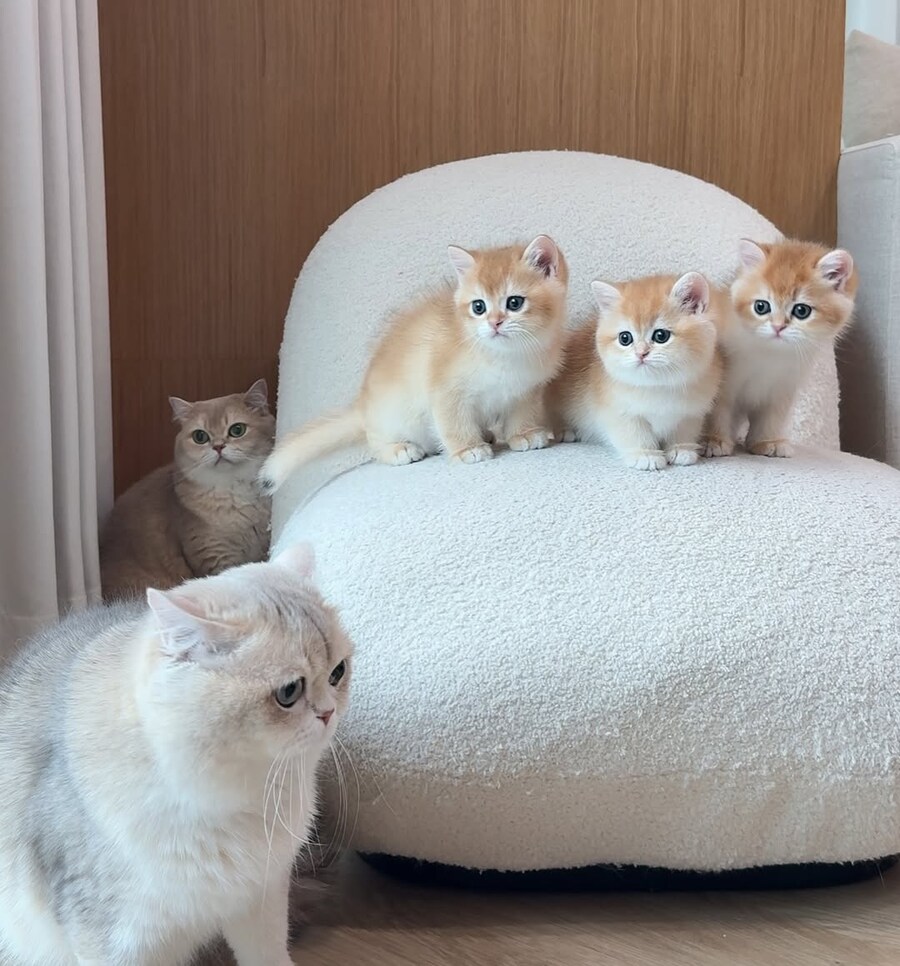 귀요미 냥가족..._9.jpg