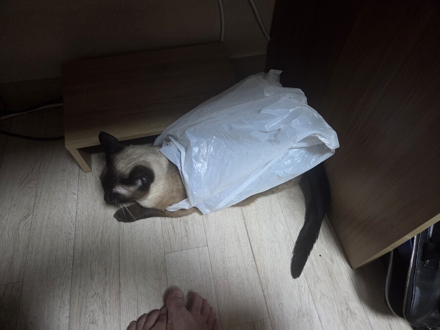 날지못하는 우리집 고양이_1.jpg