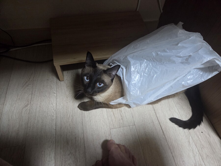 날지못하는 우리집 고양이_3.jpg
