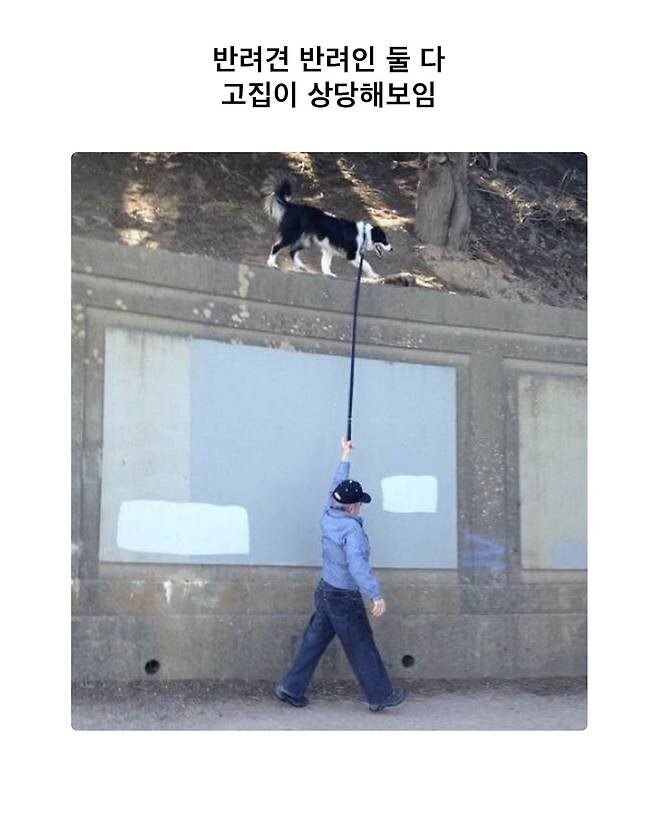 고집이 쎈 반려견과 주인_1.jpg