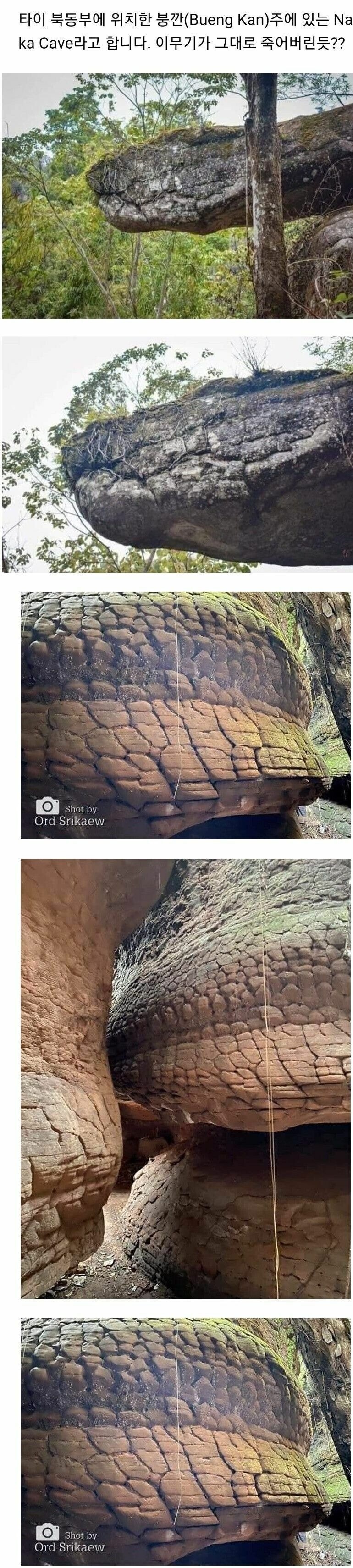 용이되지 못하고 죽은 이무기의 흔적.jpg_1.jpg