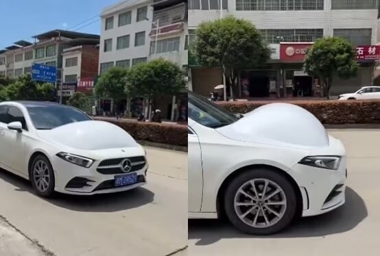 여름이 되면 인간들 몰래 활동하는 생물_2.jpg