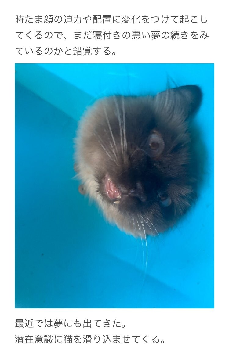 고양이 넥칼라의 위험성.jpg_1.jpg